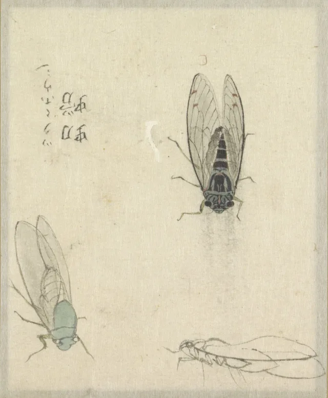 野々山緱山